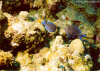 2 Blue Tangs (Click to enlarge)