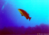 Black Grouper (Click to enlarge)