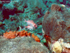 Blackbar Soldierfish (Click to enlarge)