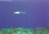 Great Barracuda (Click to enlarge)