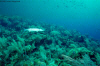 Great Barracuda stalking fish (Click to enlarge)