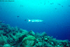 Great Barracuda stalking me (Click to enlarge)