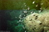 Hatchet fish in cave (Click to enlarge)