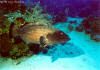 Jewfish  (Click to enlarge)