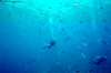 Mike Marc with fish (Click to enlarge)