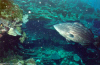 Nassau Grouper (Click to enlarge)