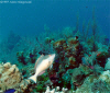 Spanish Hogfish (Click to enlarge)