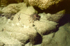 Spiny Lobster (Click to enlarge)