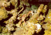 Spiny Spider Crab (Click to enlarge)