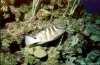 Tiger Grouper (Click to enlarge)