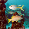 Yelltail Snapper and White Grunt (Click to enlarge)